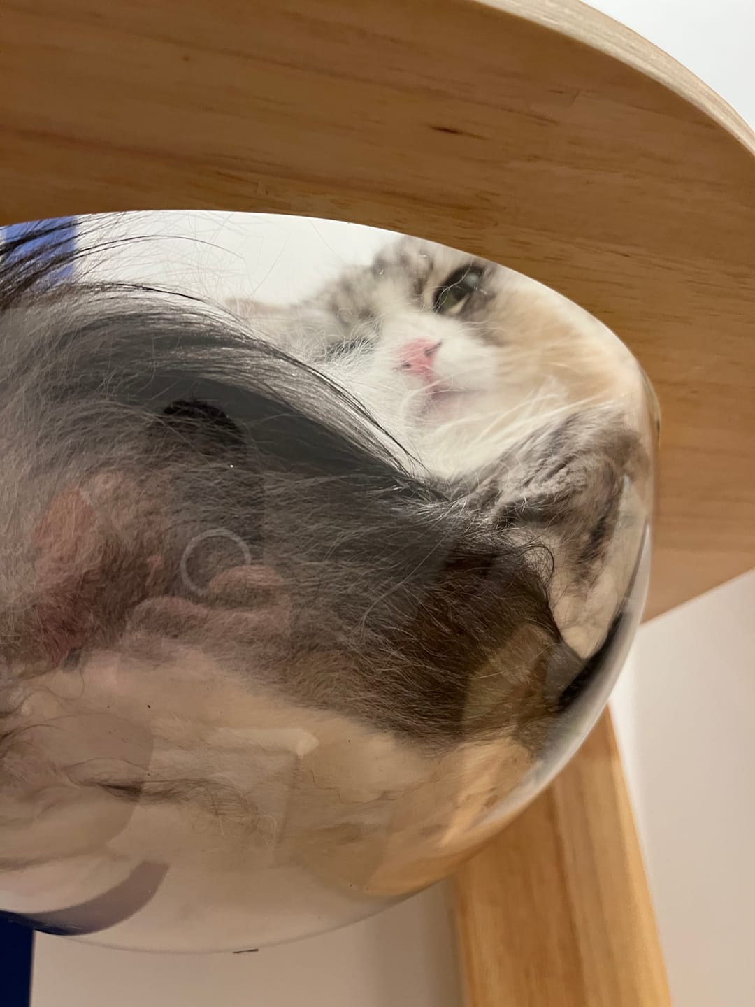 Customer photo review of Solid Wood Multi-Level Cat Tower - 183cm