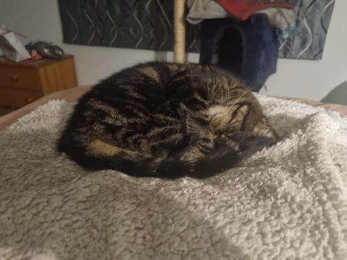 Customer photo review of Fit Litter