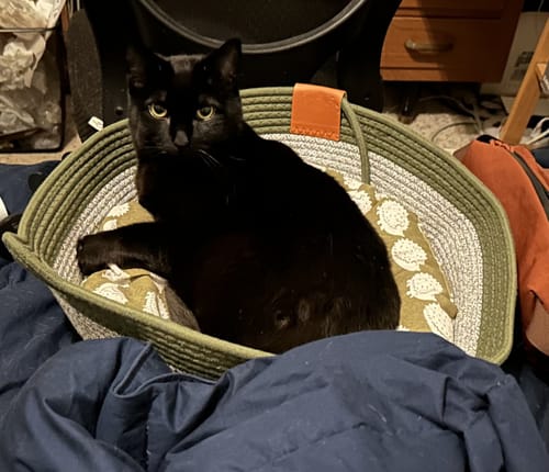 Customer photo review of Instinct Basket | Meet the first research-backed natural territory for indoor cats
