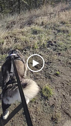 Customer video review of Dual-Leg Hinged Knee Support Harness for Dogs