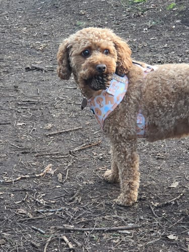 Customer photo review of Adjustable Dog Harness - Curly Club Collection