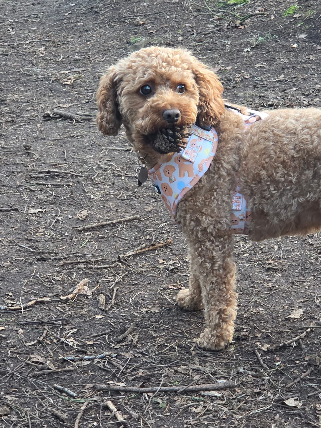 Customer photo review of Adjustable Dog Harness - Curly Club Collection