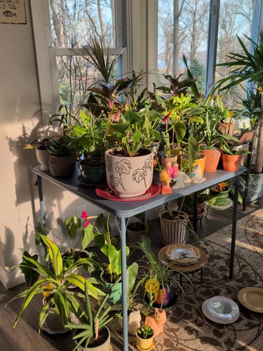 Reviewer's large collection of healthy houseplants treated with Fungus Gnat Death Drops.