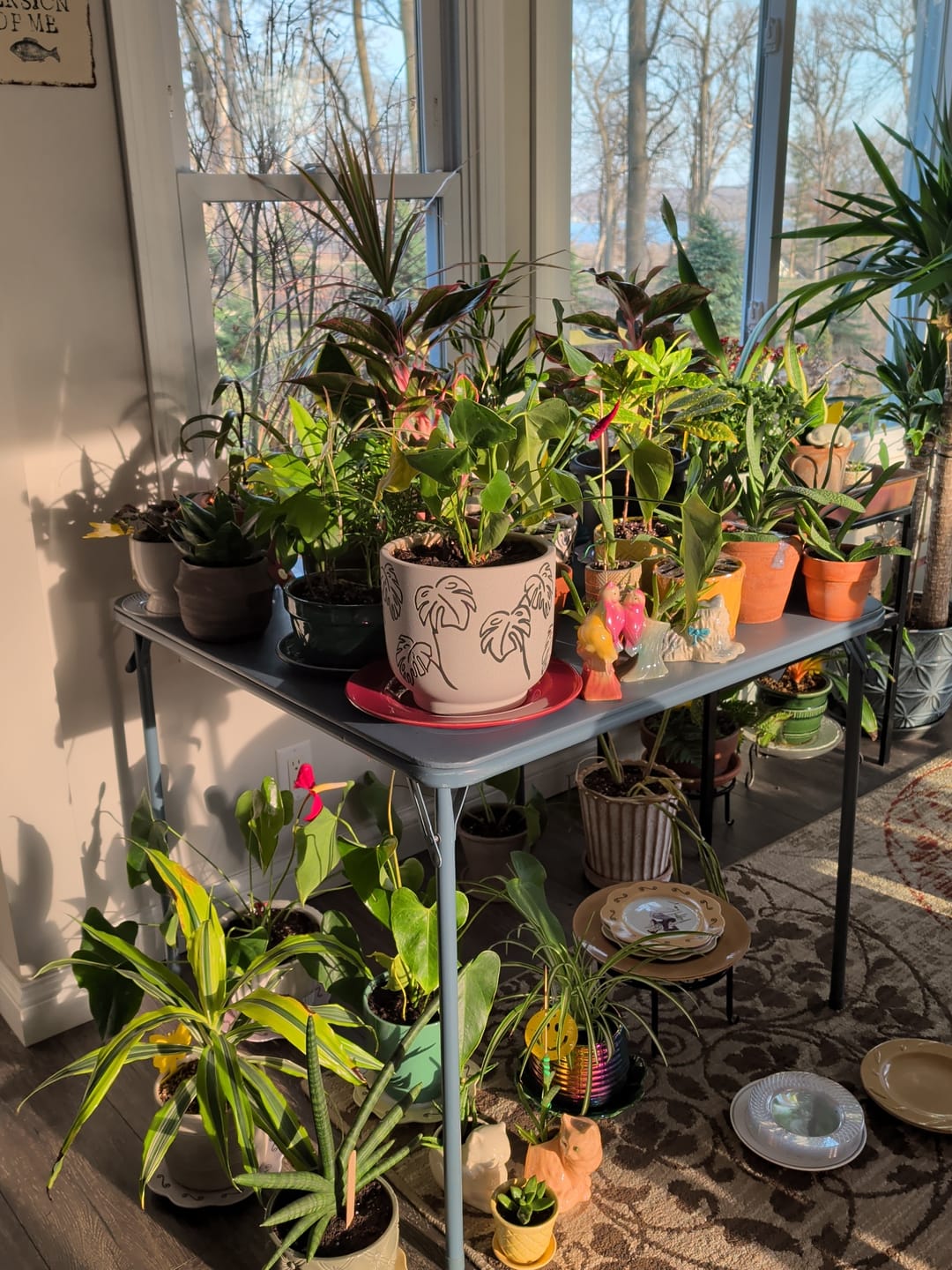 Customer photo review of Fungus Gnat Death Drops