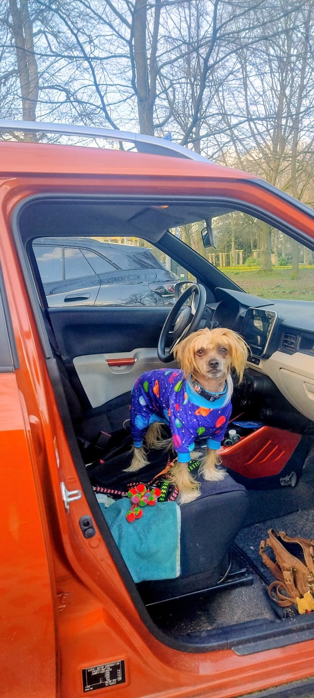 Customer photo review of Dog Pajama - Planets