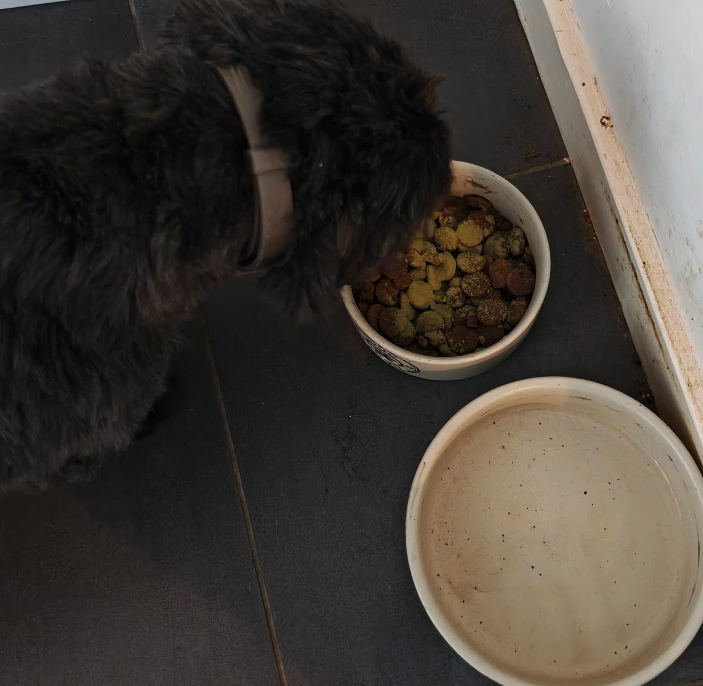 Customer photo review of Beemzy Tandpoeder voor Honden