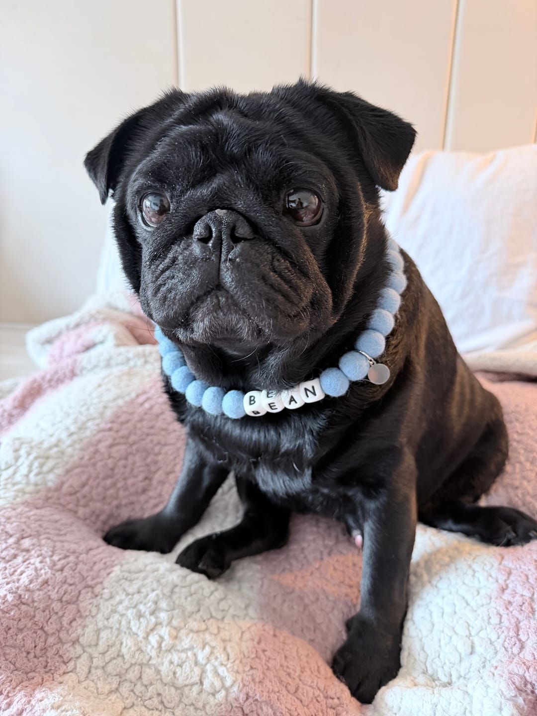 Customer photo review of Alphabet Pom Pom Collar