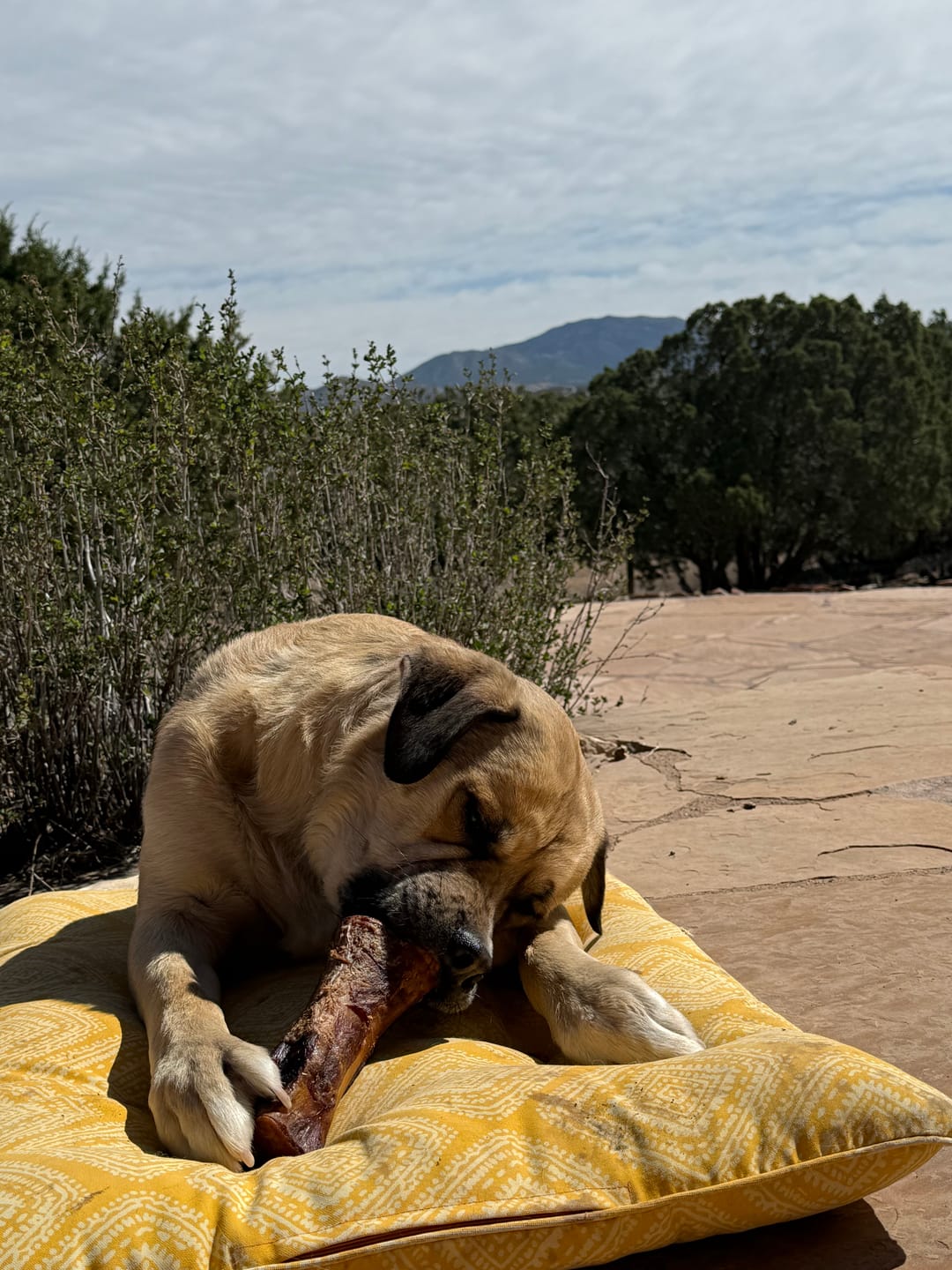 Customer photo review of Large Dog Black Friday Bundle (Your 12oz Jerky+2 Large Bones+12" Hick. Bully)