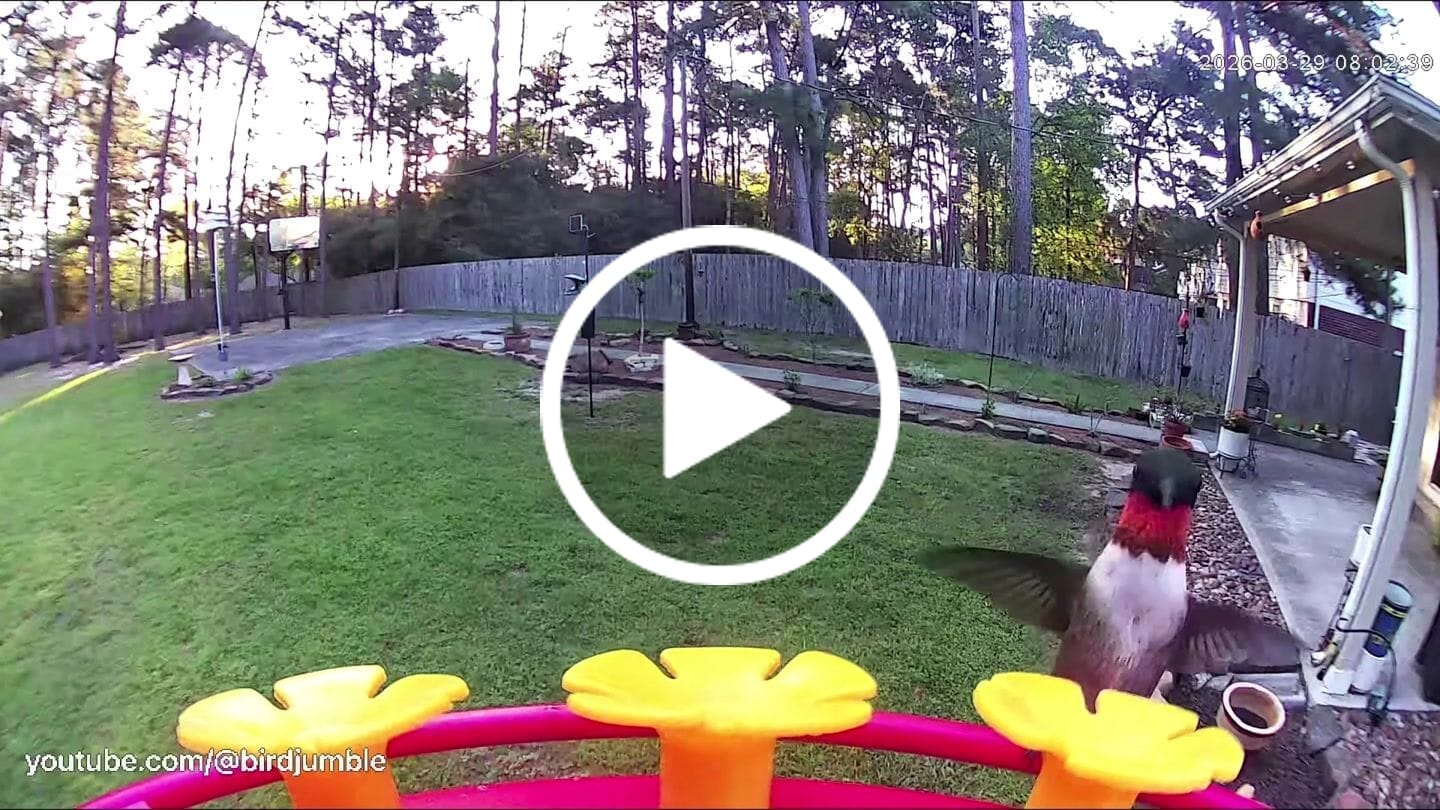 Customer video review of VINGUYS Smart Hummingbird Feeder