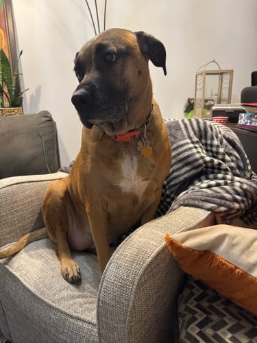 Reviewer's brown dog sitting on a grey armchair, looking alert after taking the Petsmont supplement.