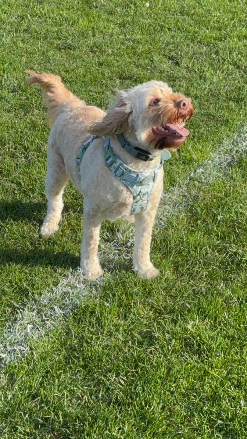 Customer photo review of Disney© Tough Trails™ Harness - 100 Aker Wood
