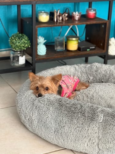 Cliente muestra a su perro pequeño descansando en la suave y gris Cama Antiestrés para Perros.