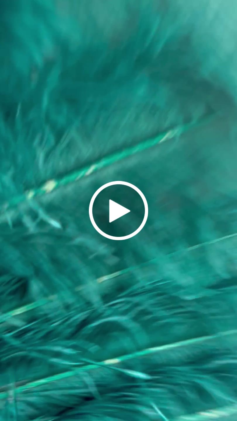 Customer video review of Teal intermediate 2 layers Ostrich Feather Fan 30"x 54"