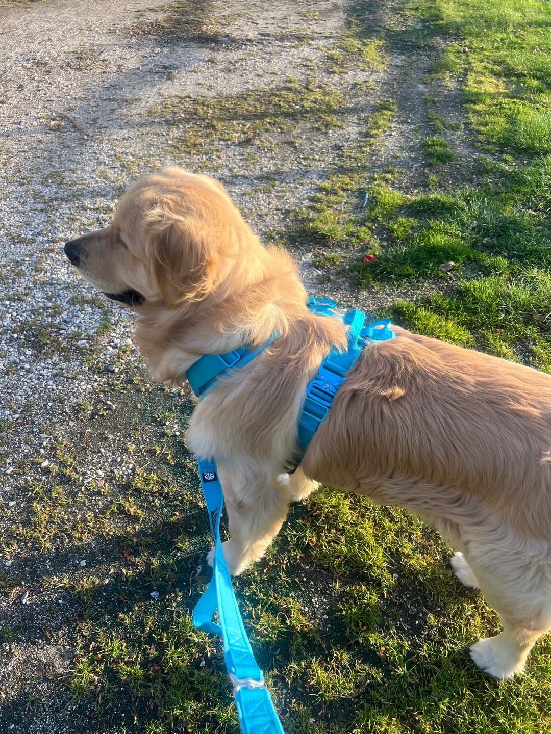 Customer photo review of Guinzaglio Sniper Multifunzione