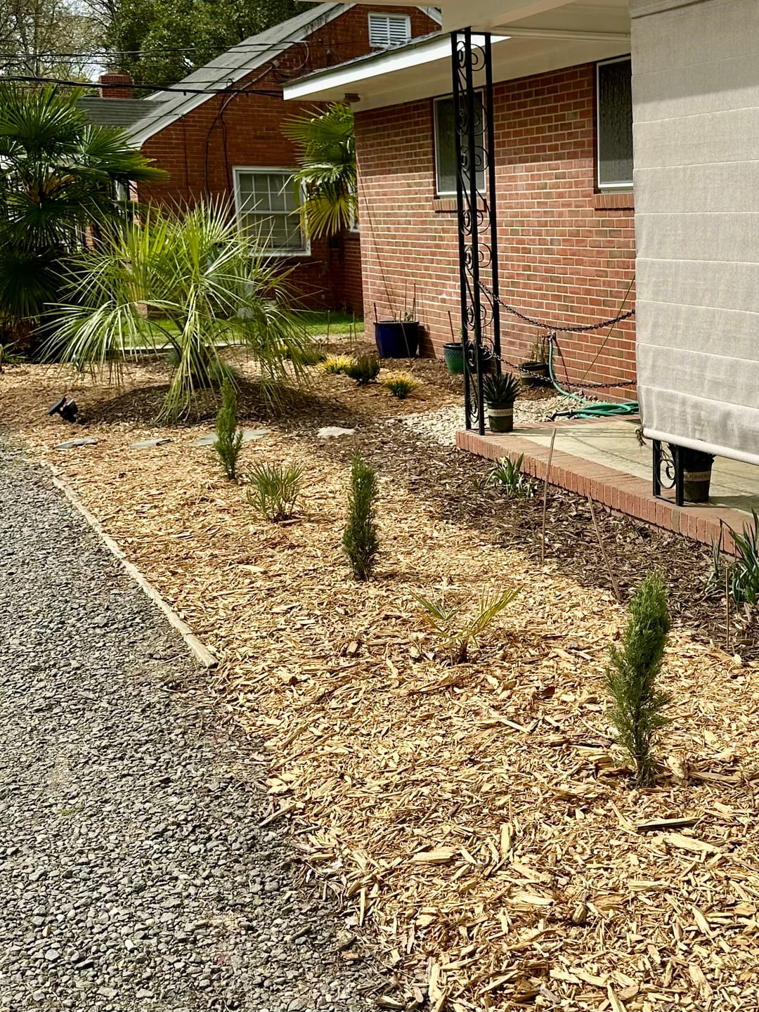 Customer photo review of Dwarf Italian Cypress, Mediterranean Cypress