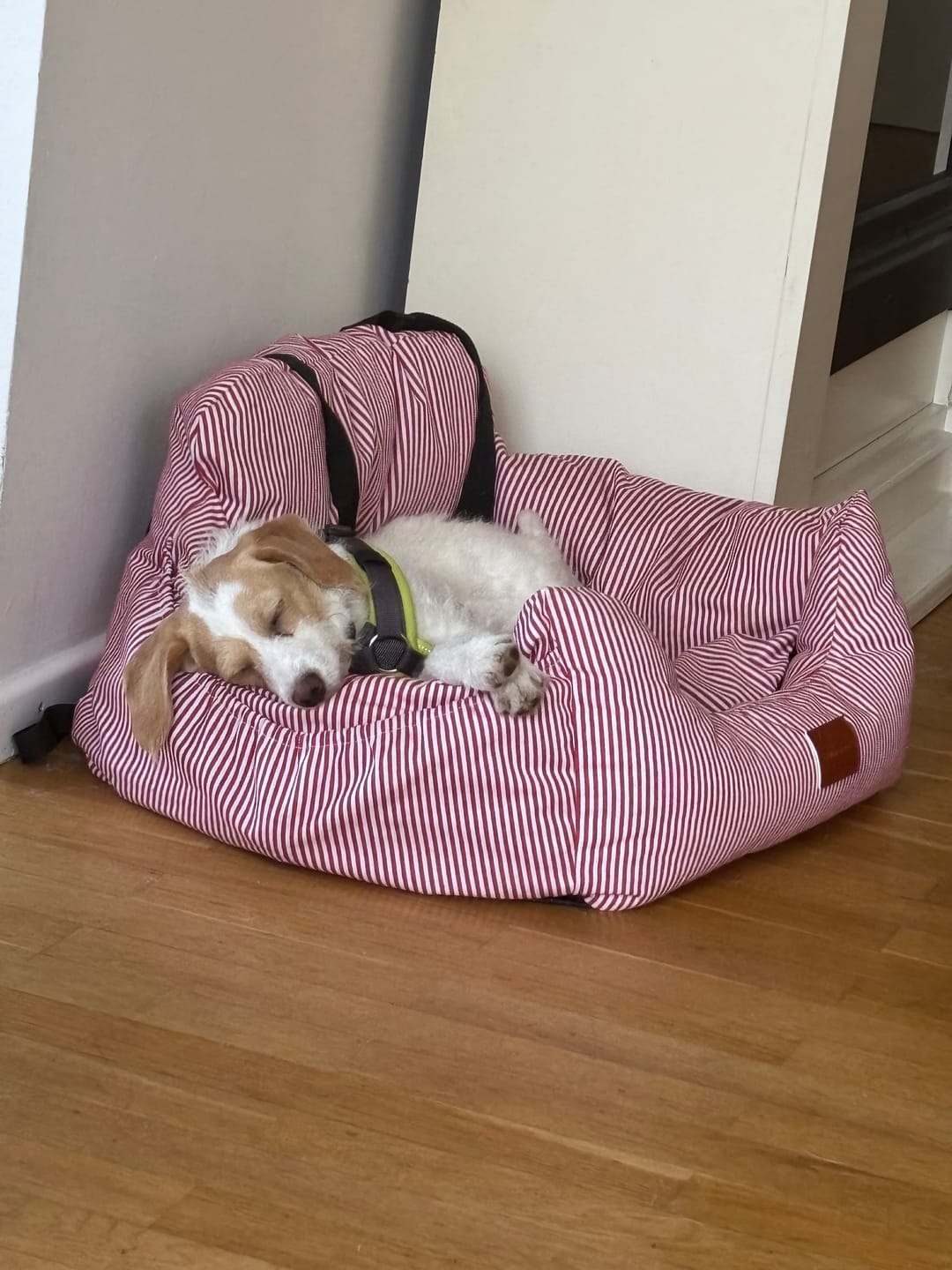 Customer photo review of Premium Hunde Autositz inkl. Sicherheitsgurt