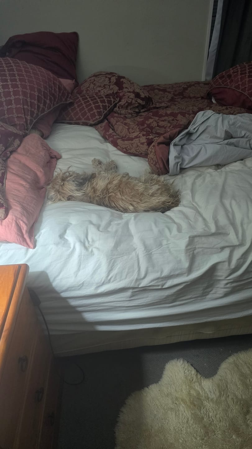 Customer photo review of Muscle Mat Luxury Mattress Topper