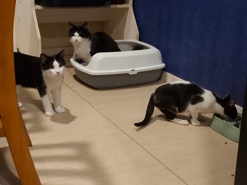 Customer photo review of Fit Litter