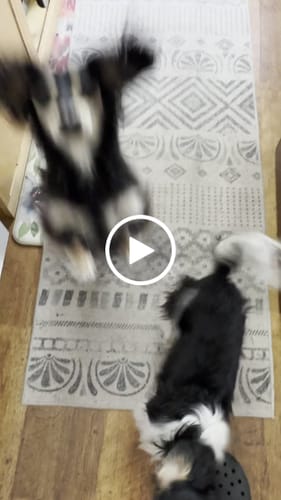 Customer video review of Long-Lasting Yak Chews — 6 Flavor Pack