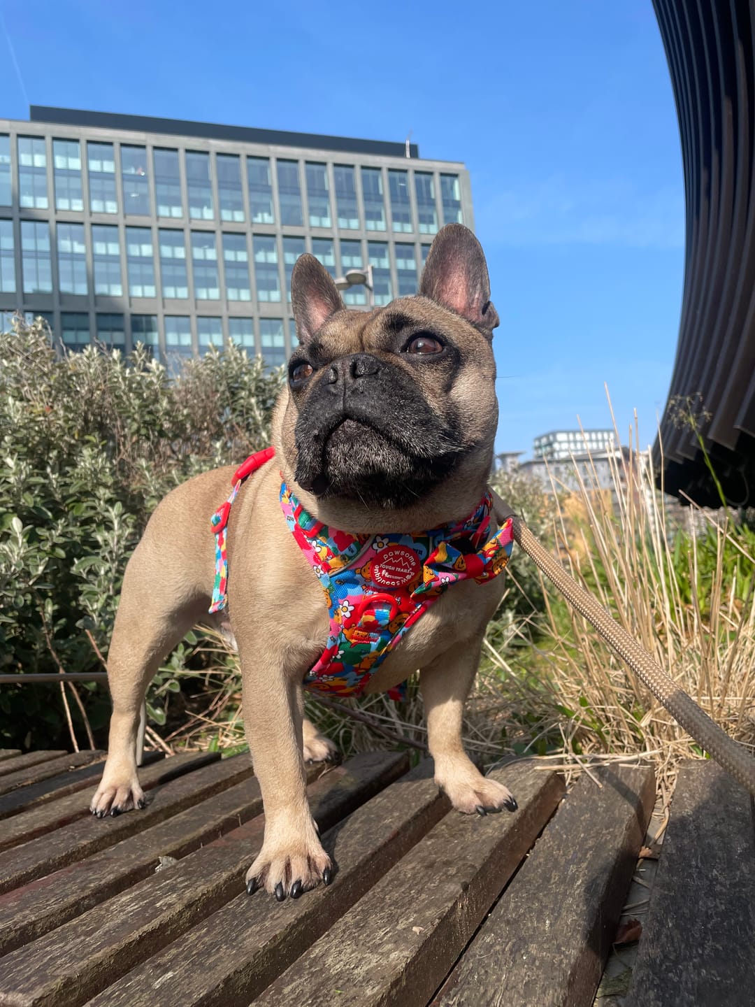 Customer photo review of Disney© Tough Trails™ Harness - Winnie Goes Retro
