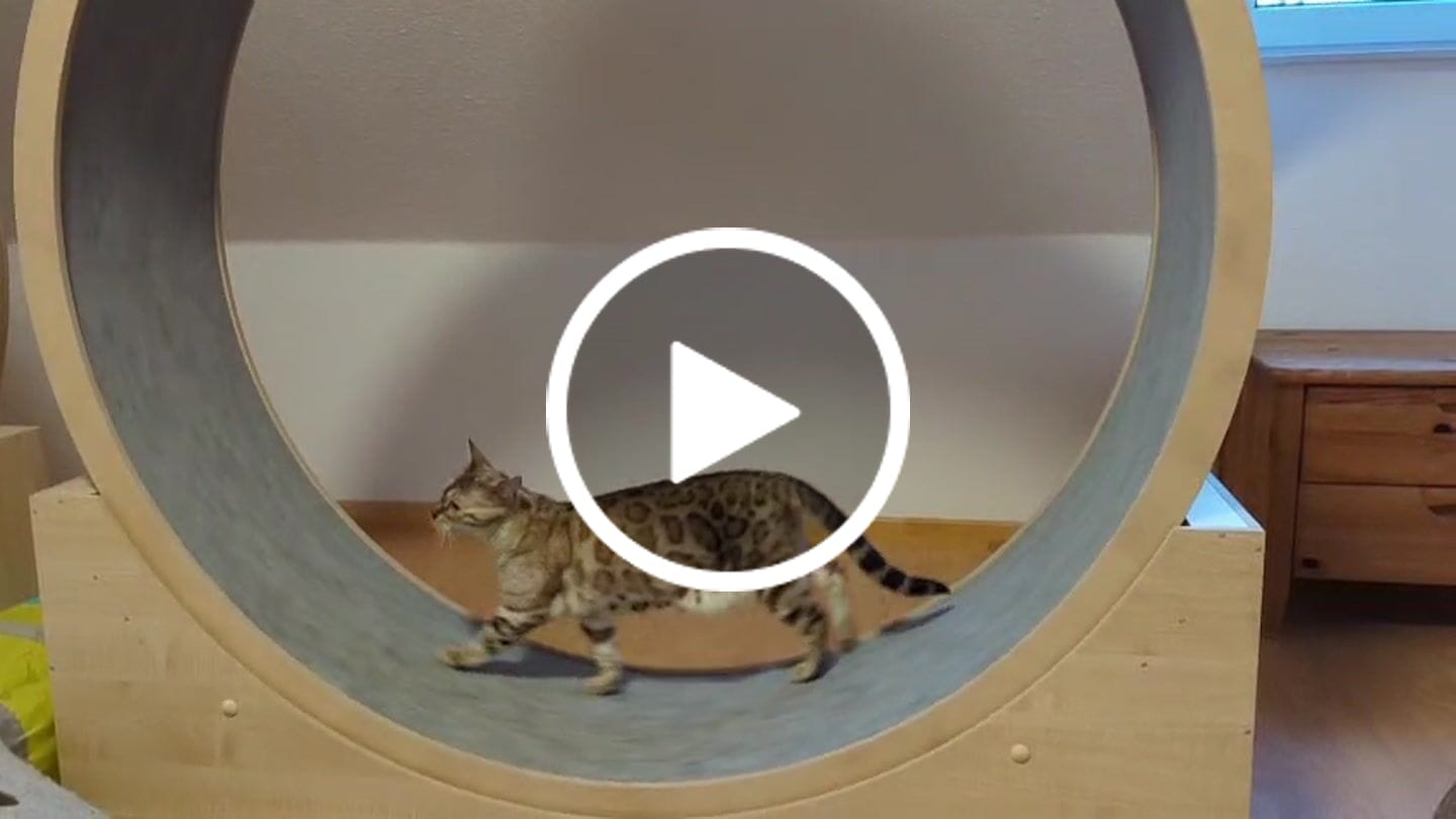 Customer video review of Elmato Katzenlaufrad Simba
