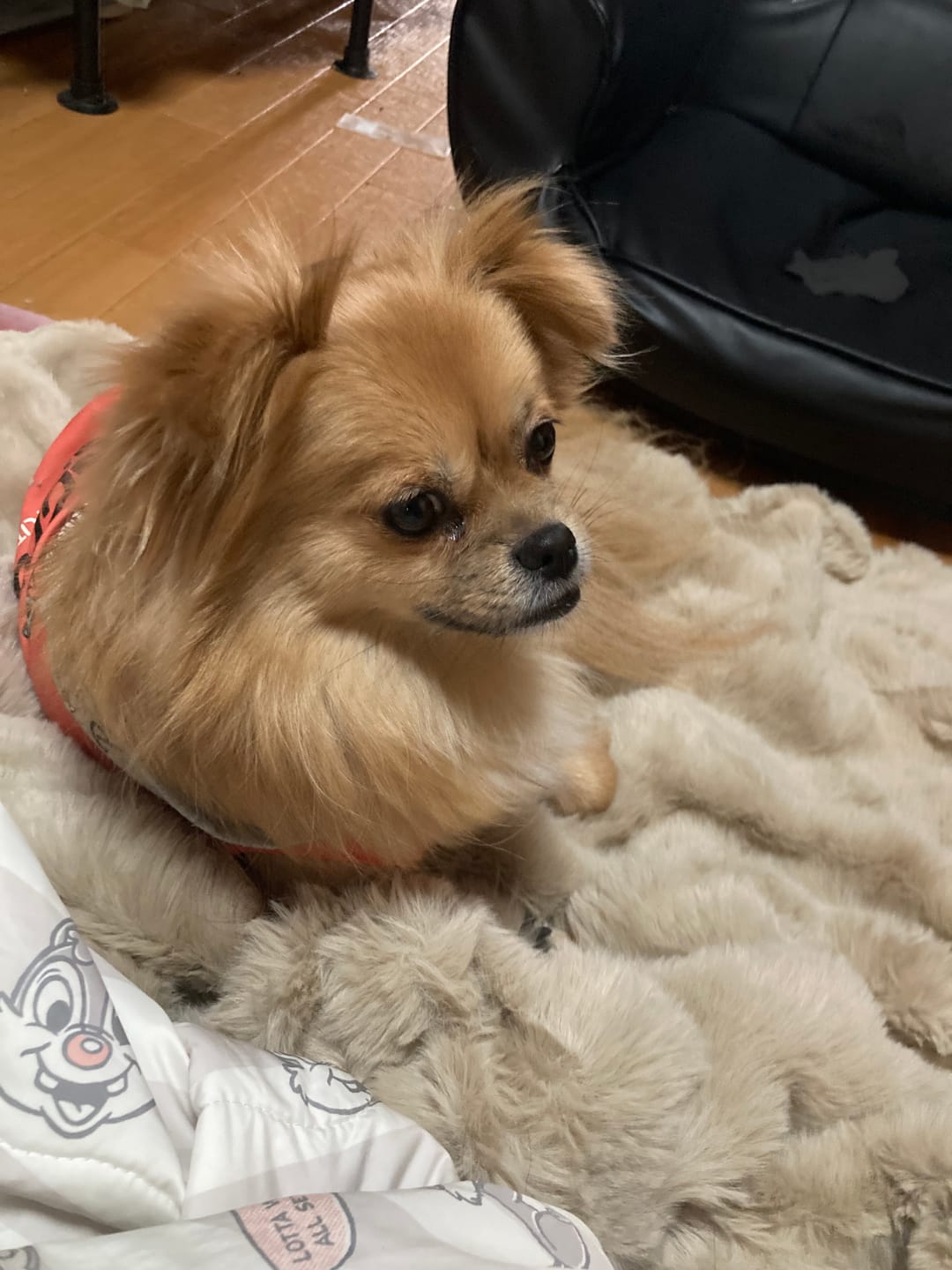 Customer photo review of マイラ【モコふわブランケット】