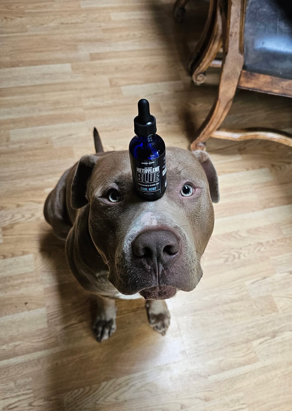Customer photo review of Damn Good™ Methylene Blue (Cool Mint)