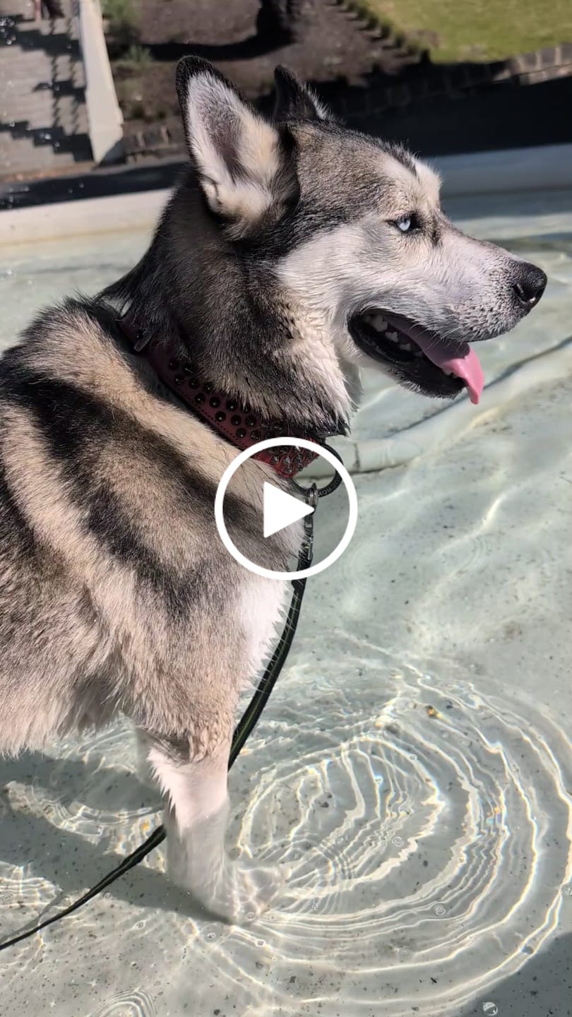 Customer video review of Hand Made Leather Dog Collar - Ruthless Red & Black (Wide Fit)