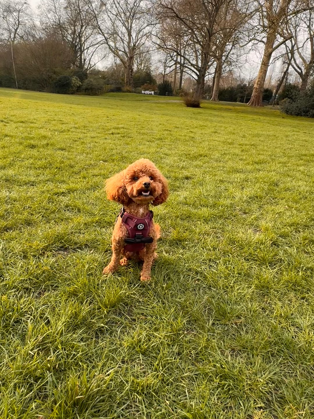 Customer photo review of Trail & Glow® Dog Harness - Mulberry Tweed