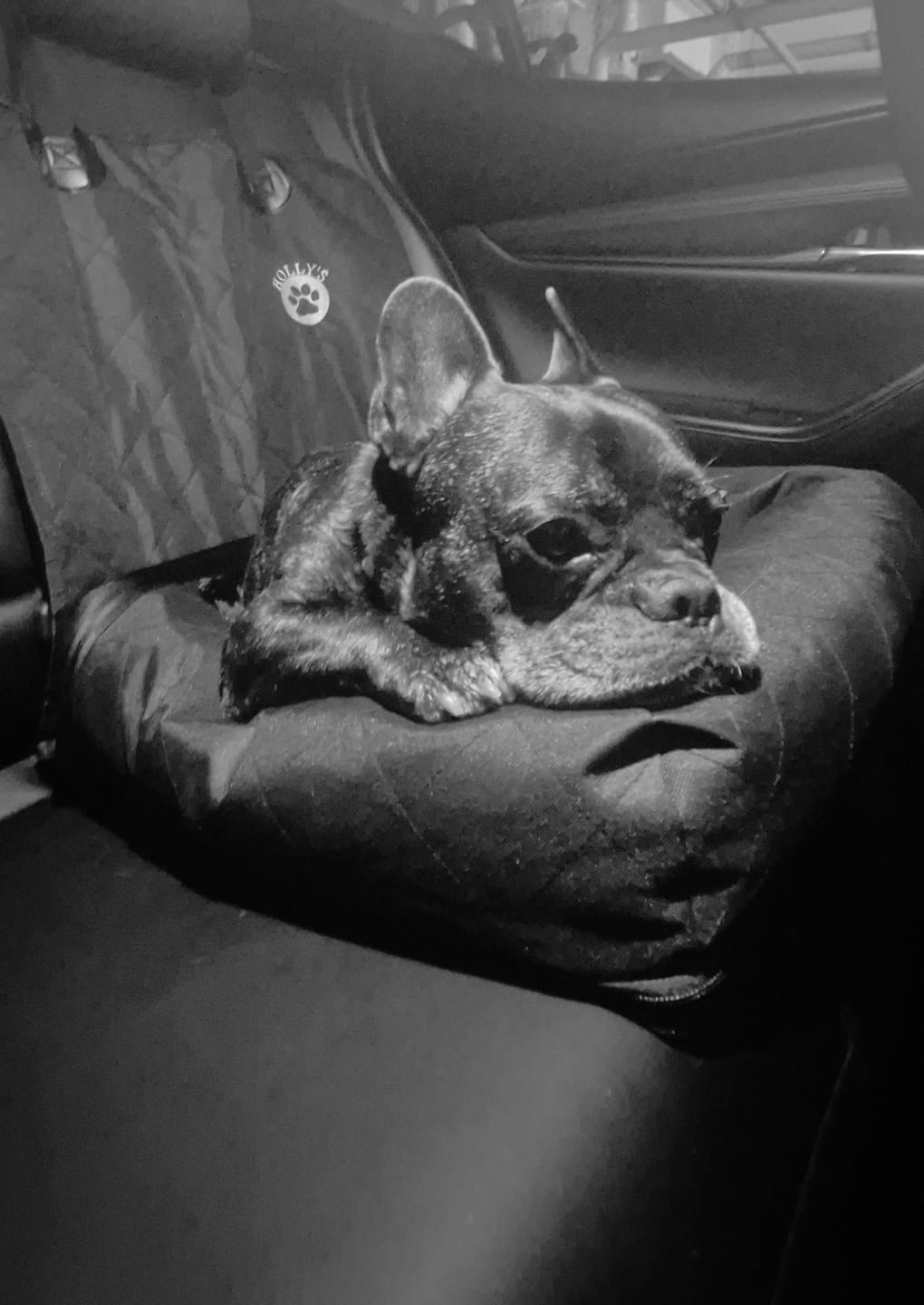 Customer photo review of Car Seat Cover