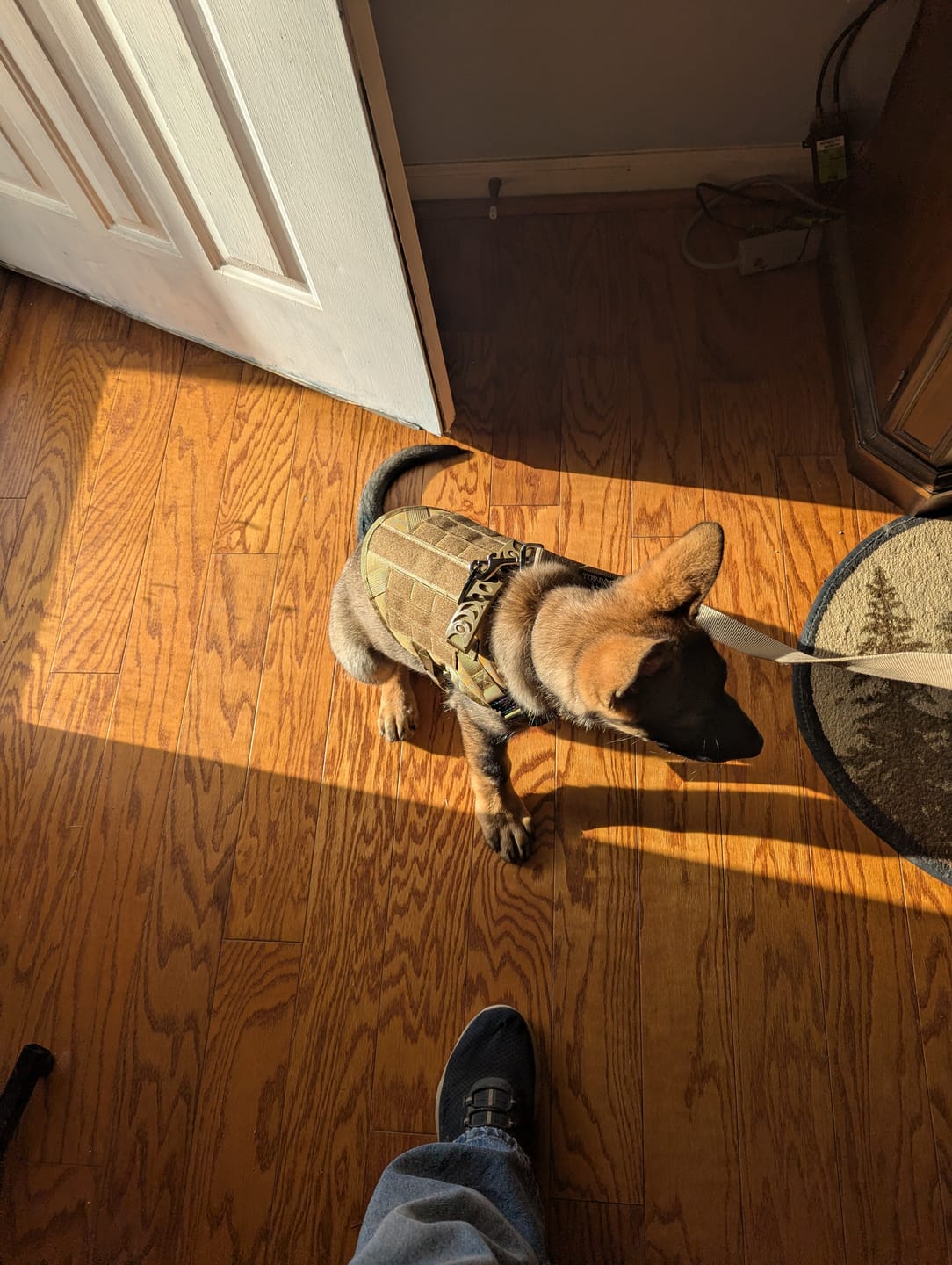 Customer photo review of STRIKER™ Military-Grade Tactical No-Pull Harness V4