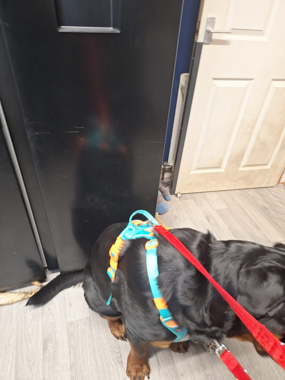 Customer photo review of Anti Pull Hurricane Harness Lighter | With Handle - Turquoise X Orange