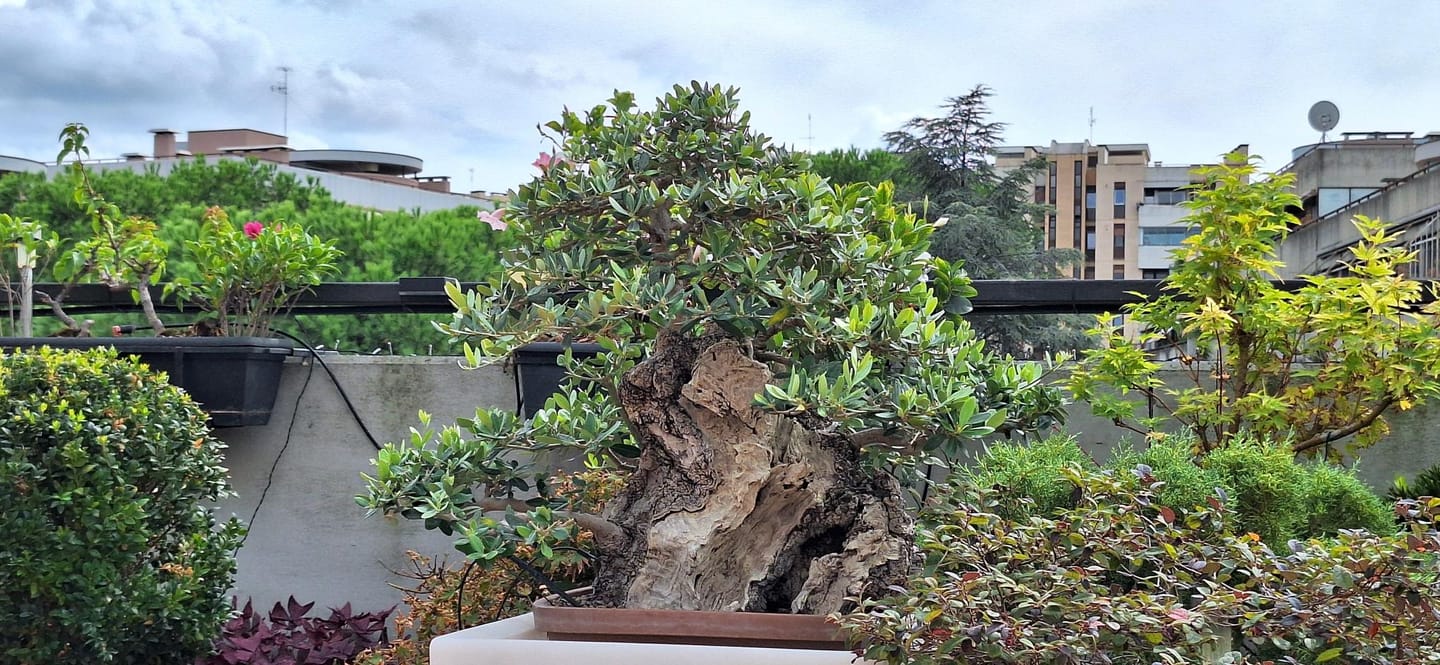 Customer photo review of KRIPTON CB® (Probiotico professionale per bonsai)