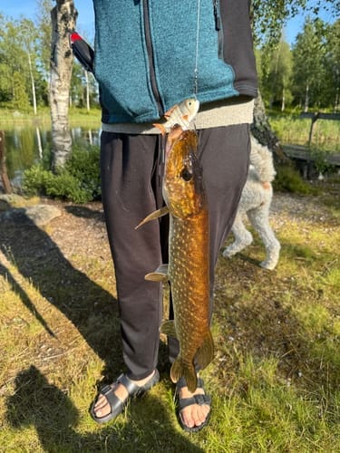 Customer photo review of HyperDraget - Ta vårfisket till nästa nivå