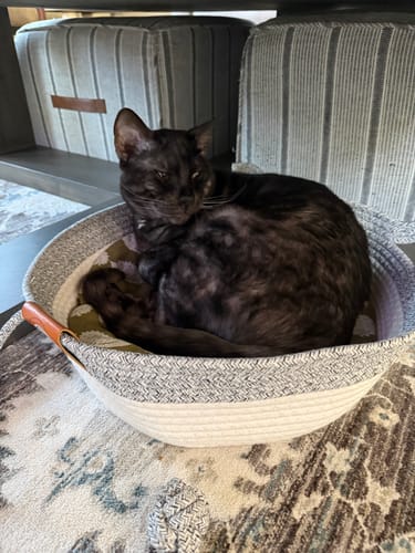 Customer photo review of Instinct Basket | Meet the first research-backed natural territory for indoor cats