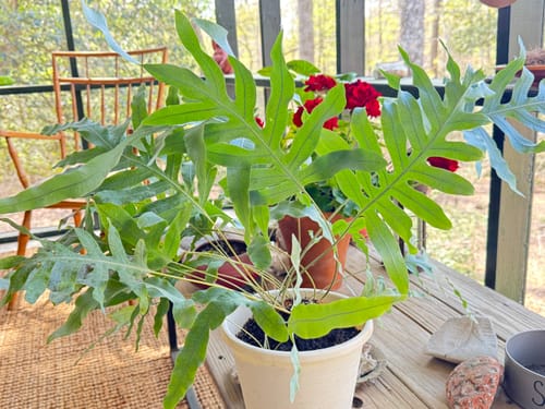 Reviewer's houseplant with vibrant green leaves, looking healthy after using the Plant Food.