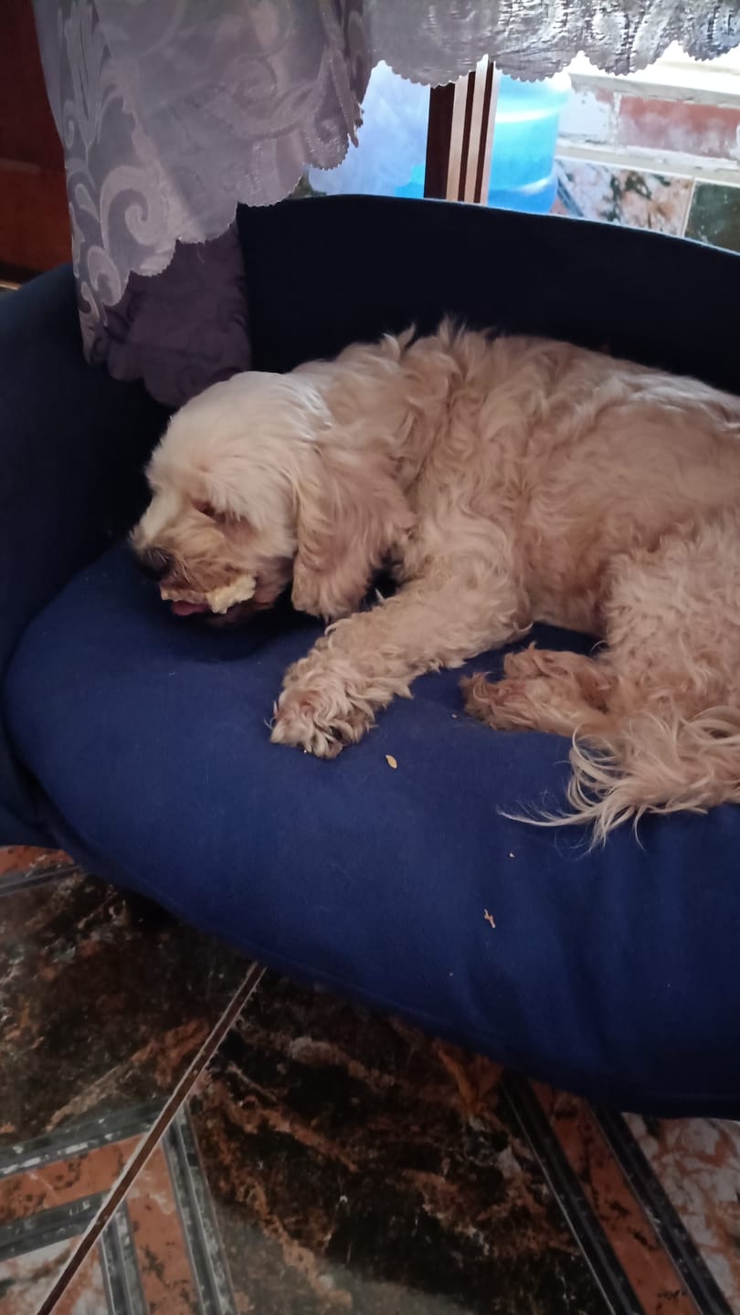 Customer photo review of PetFamily Cookies
