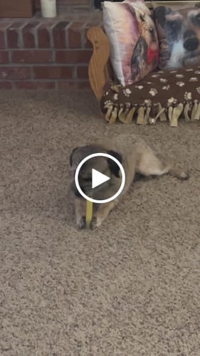 Customer video review of Regular/Unflavored Himalayan Yak Chews | 6-Sizes (for Small to Big Dogs)
