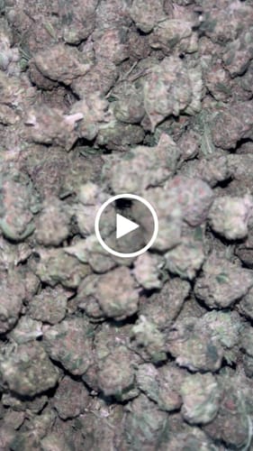 Ice Cream Cake Minis - Bulk Minis - Indica photo review