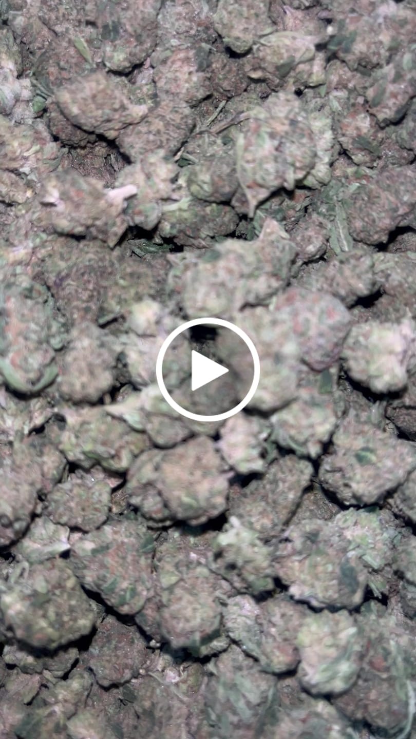 Customer video review of Ice Cream Cake Minis - Bulk Minis - Indica
