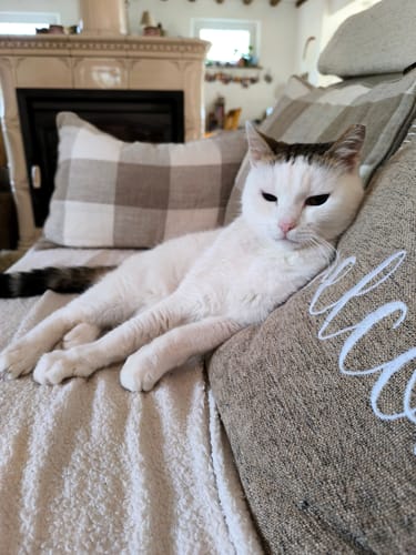 Le chat blanc d'un client, détendu sur un canapé après avoir mangé la Pâtée au Saumon.