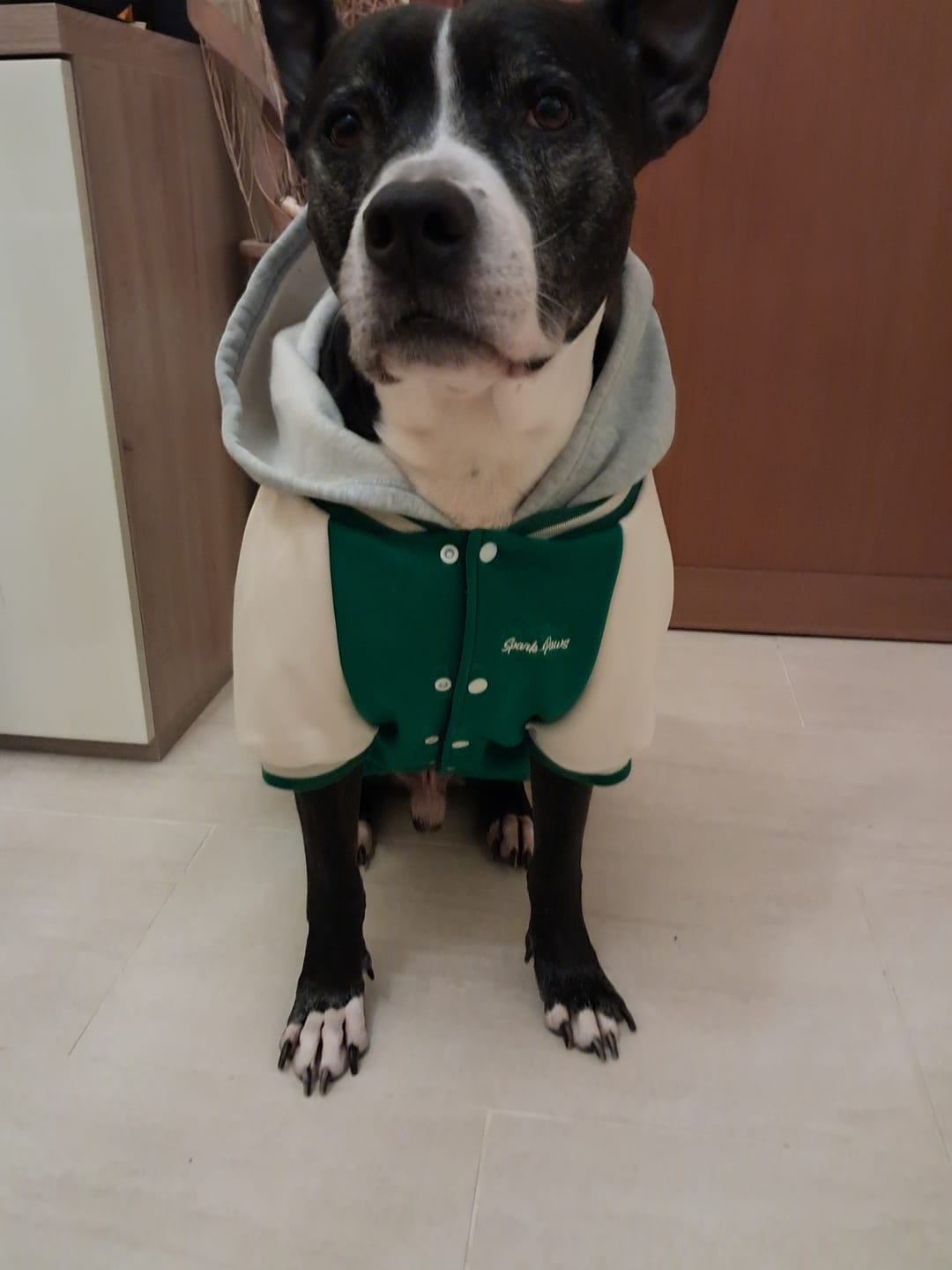Customer photo review of Dog Varsity Jackets