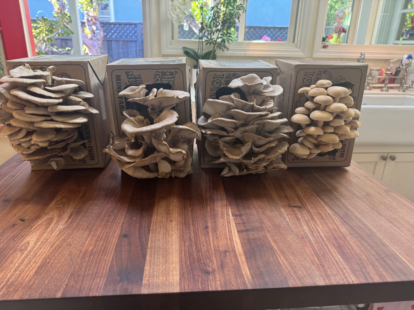 Customer photo review of Tree Oyster Mushroom Mini-Farm Grow Kit