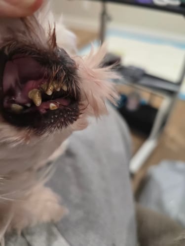 Customer photo review of Fresh Breath, Strong Gums, and Clean Teeth with the DE-01™ Dental Dogbiotic