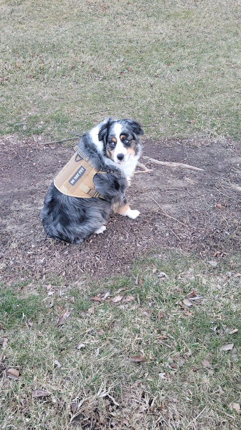 Customer photo review of Classic Heavy-Duty Tactical No-Pull Team K9™ Dog Harness With Front & Back D-Rings, Quick-Release Metal-Buckles, Hook & Loop Panels, & Top Handle
