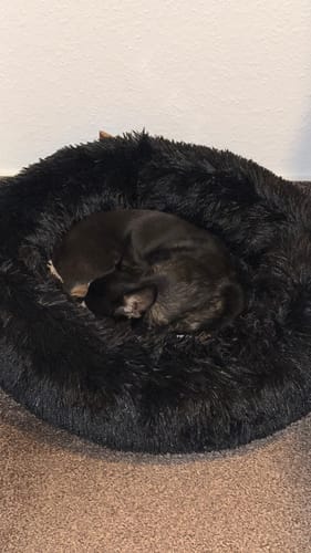 Ein kleiner, schwarzer Hund eines Kunden schläft zusammengerollt im flauschigen, schwarzen Hundebett Fluffy Plus.