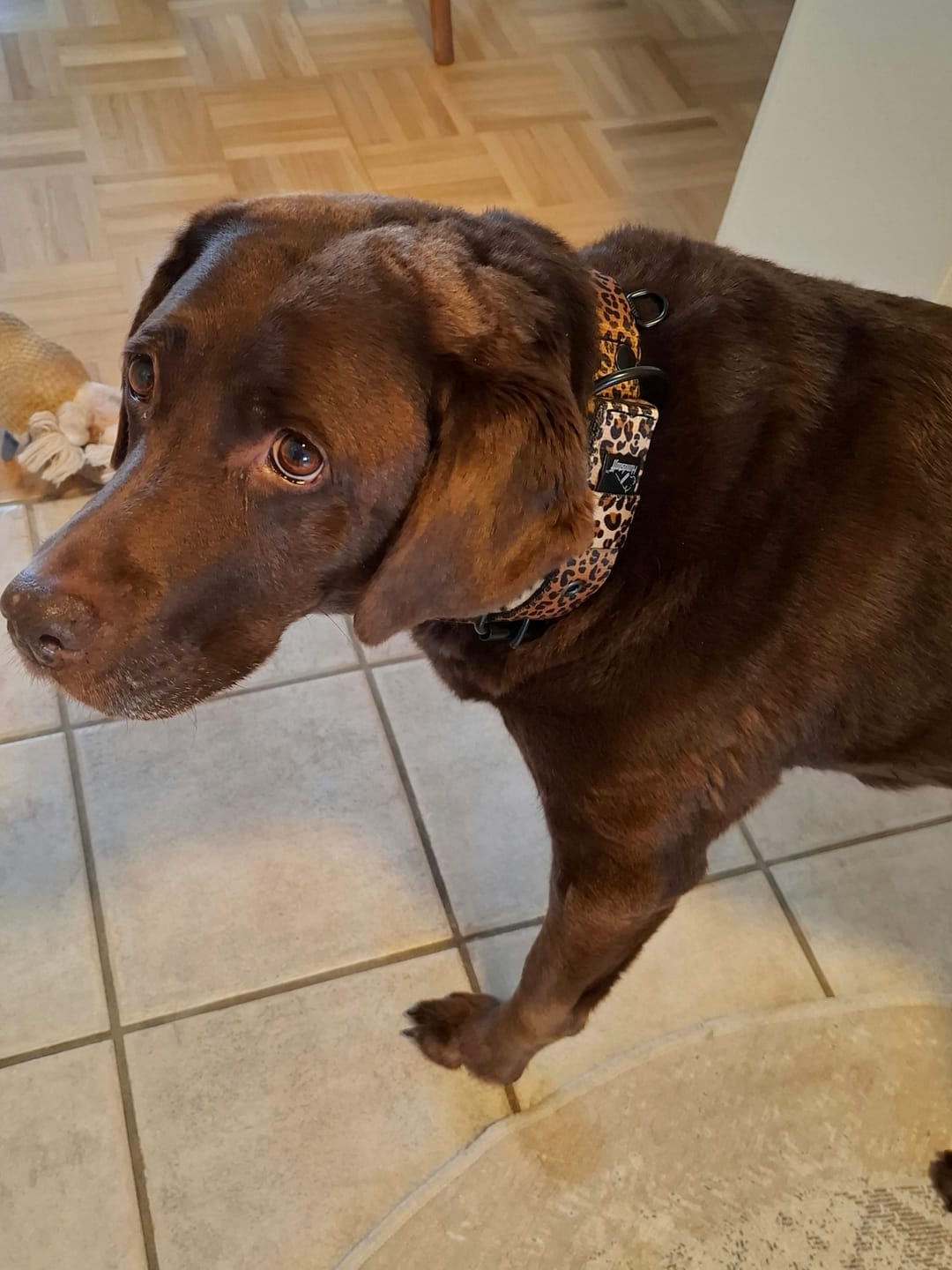 Customer photo review of Active Komfort Leopard - Brett slitstarkt hundhalsband med spänne