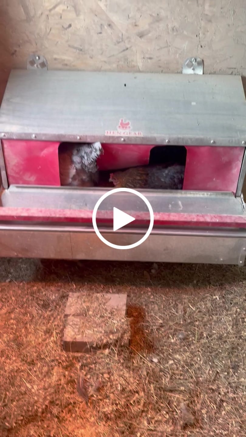 Customer video review of Medium (34") Reversible Roll-out Nest Box (Up to 32 Hens)