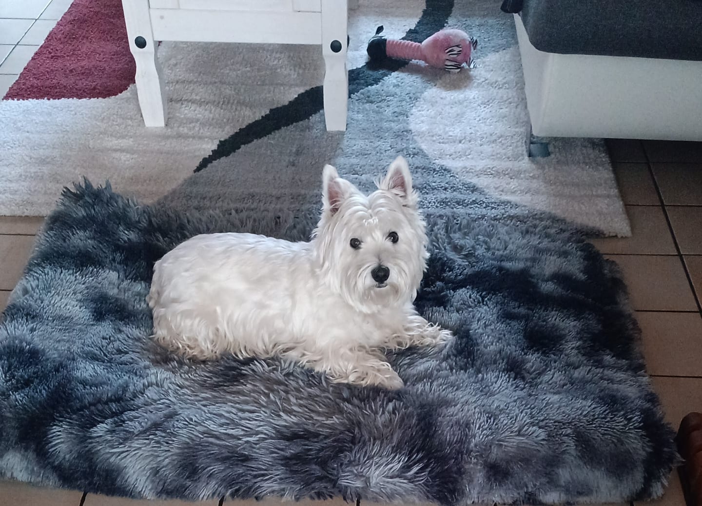 Customer photo review of Croquettes Poulet & Citrouille - Chien Petite Race