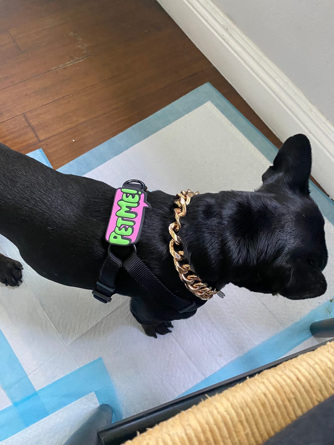 Customer photo review of Pet Me Jiby Dog Charm